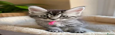Purple collar