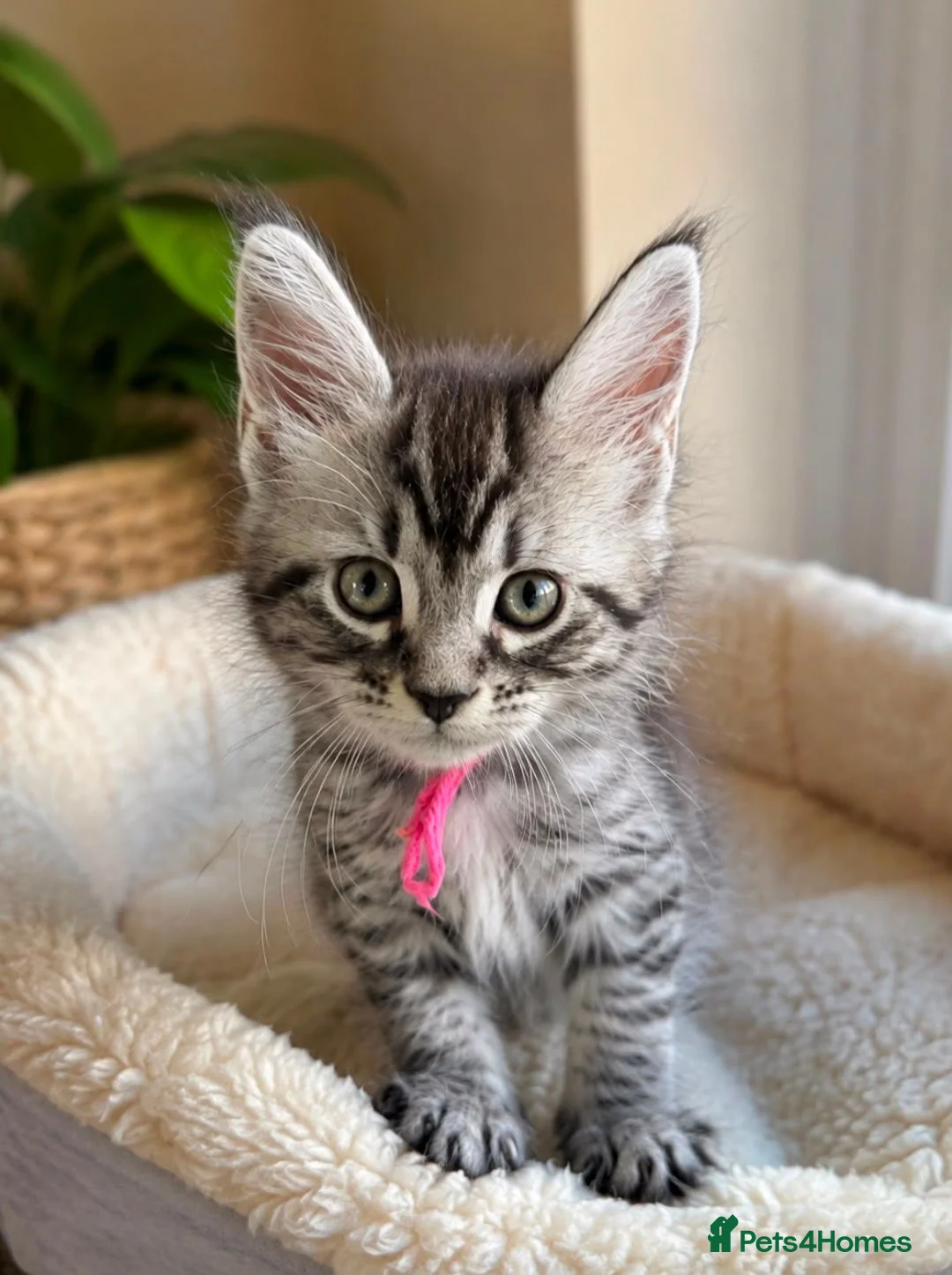 Maine Coon cats for sale: Gorgeous Reg. Maine Coon kittens from HEALTH TESTE - Advert 9