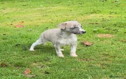 Whippet dogs for sale: SUPER KC Whippet puppies Show bred - Image 22