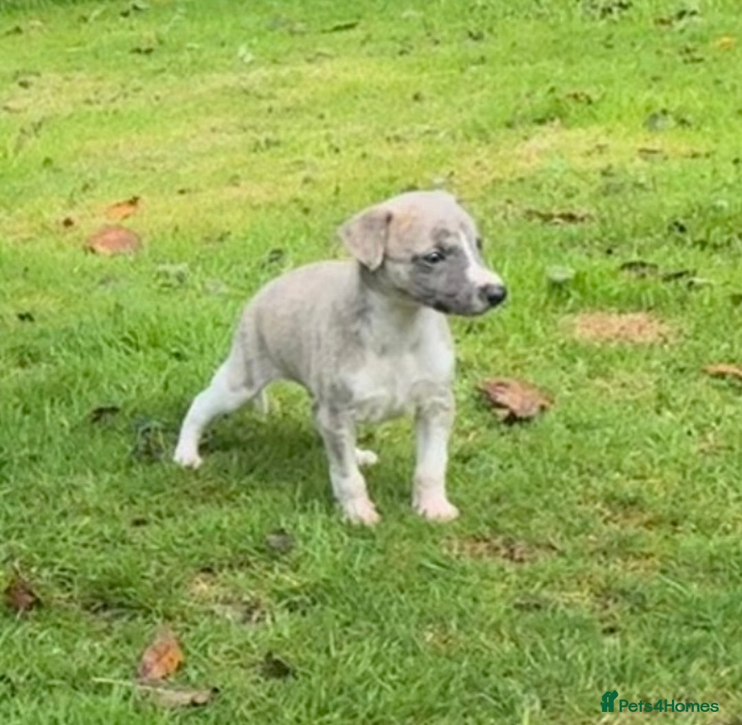 Whippet dogs for sale: SUPER KC Whippet puppies Show bred - Image 22
