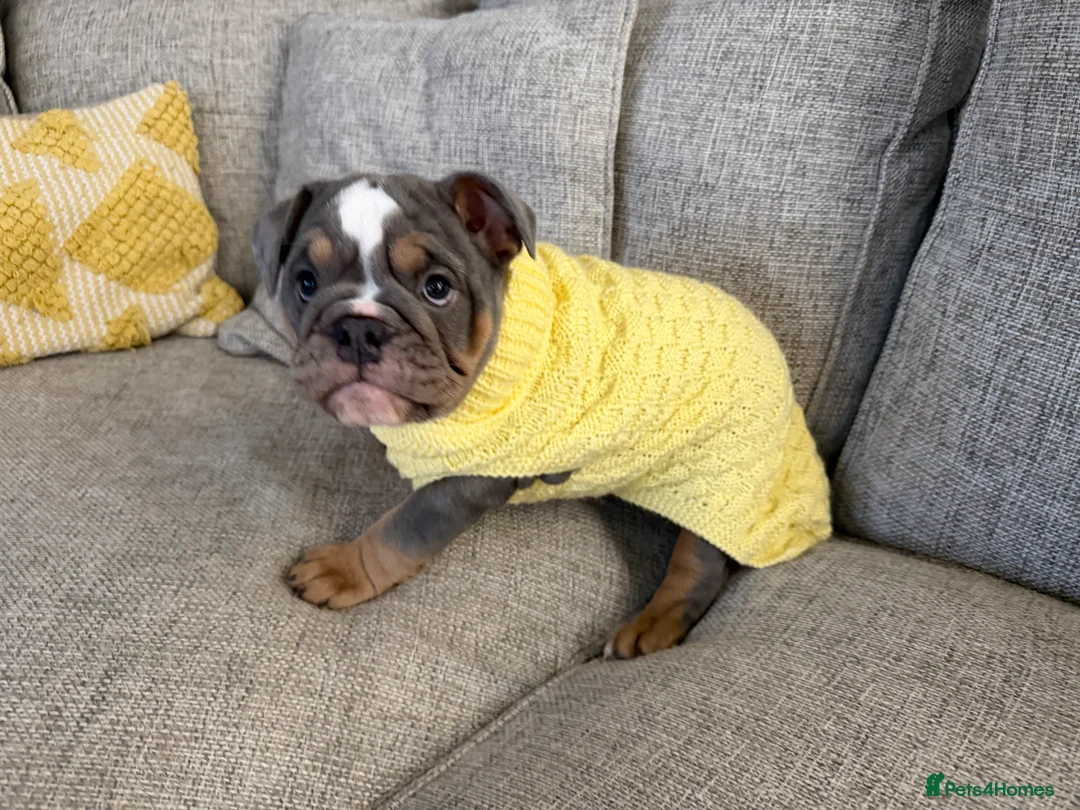 English Bulldog dogs for sale: KC registered English bulldog puppies  - Advert 10