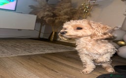 Maltipoo dogs for stud: Teddy in Bury - Image 1
