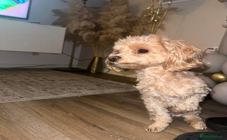 Maltipoo dogs in Bury - Advert 1