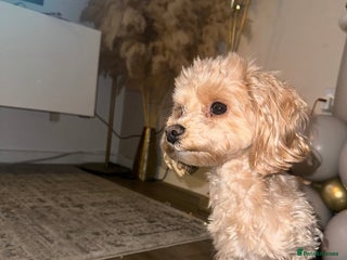 Maltipoo dogs in Bury - Advert 9