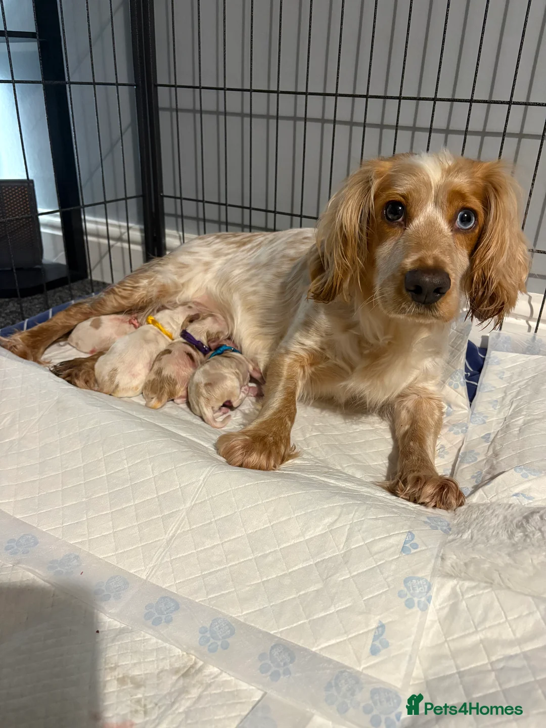 Cocker Spaniel dogs for sale: Cocker spaniel puppies  in Rotherham - Advert 9