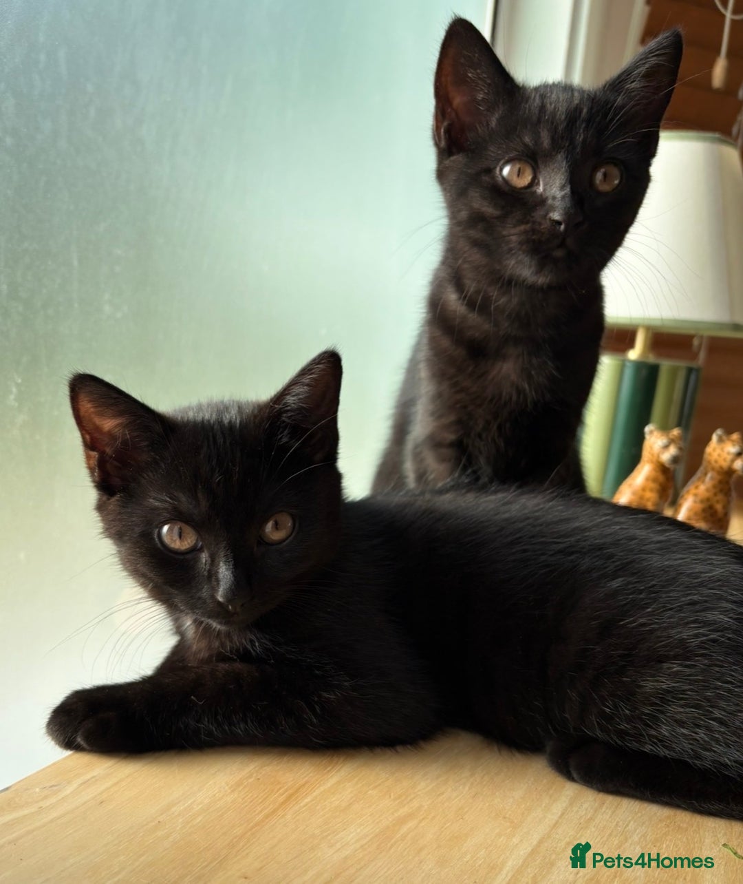 Mixed Breed cats for sale: Beautiful black female kitten - ready now - Advert 4