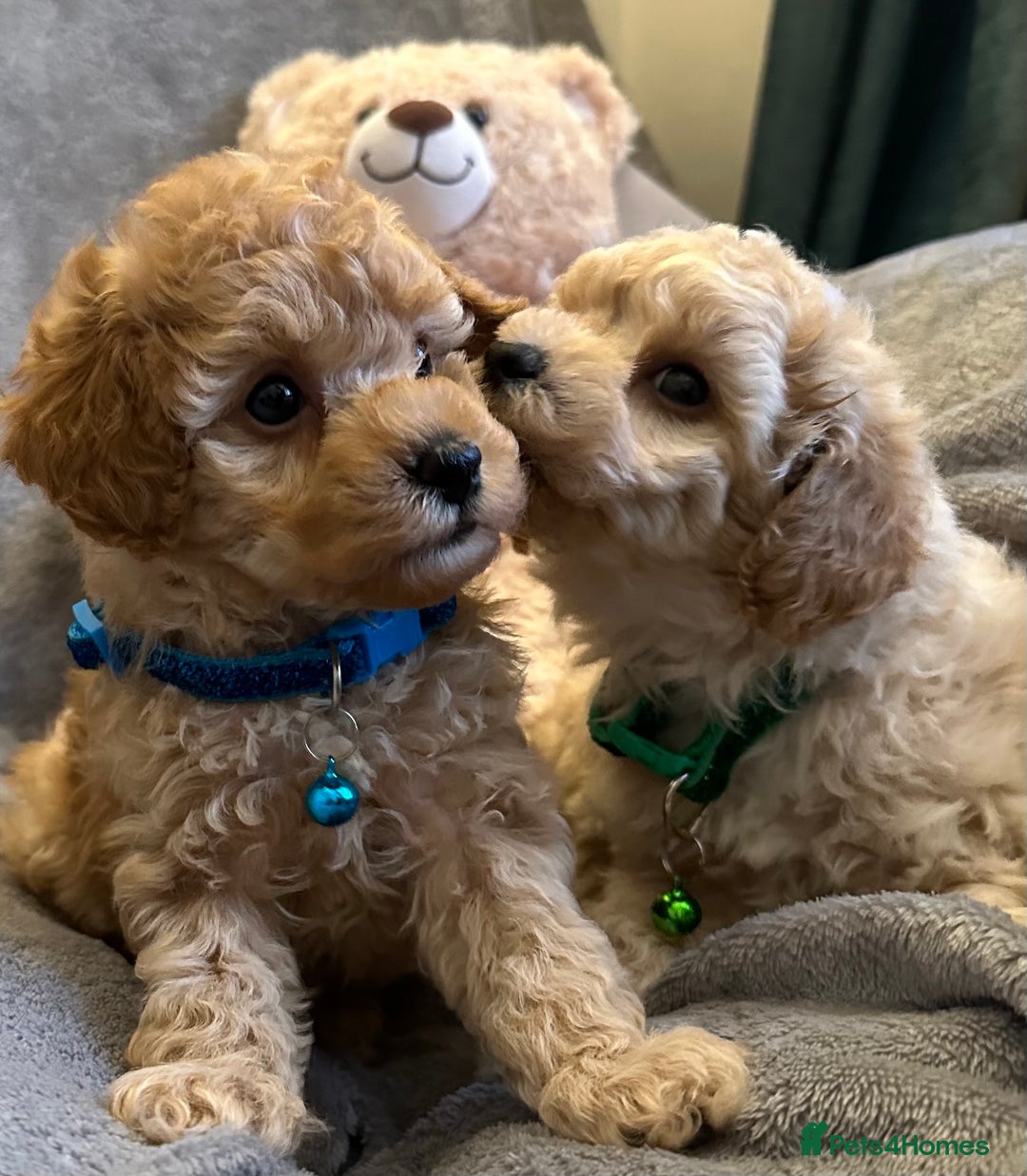Maltipoo dogs for sale: 🐶 3 Gorgeous Toy Maltipoo F1b Puppies for sale🐶  - Image 10
