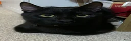 British Shorthair cats for sale: 3 year old male black cat in Bristol - Advert 8