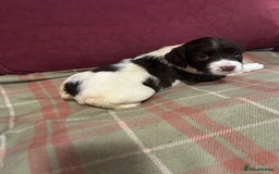 English Springer Spaniel dogs for sale: Stunning English springer spaniel  - Image 6