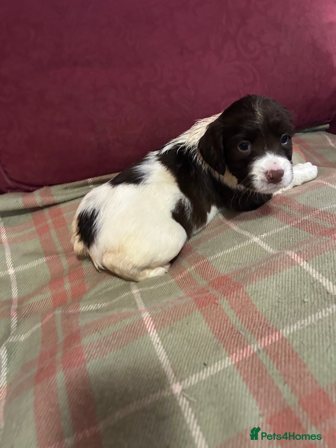 English Springer Spaniel dogs for sale: Stunning English springer spaniel  - Image 6