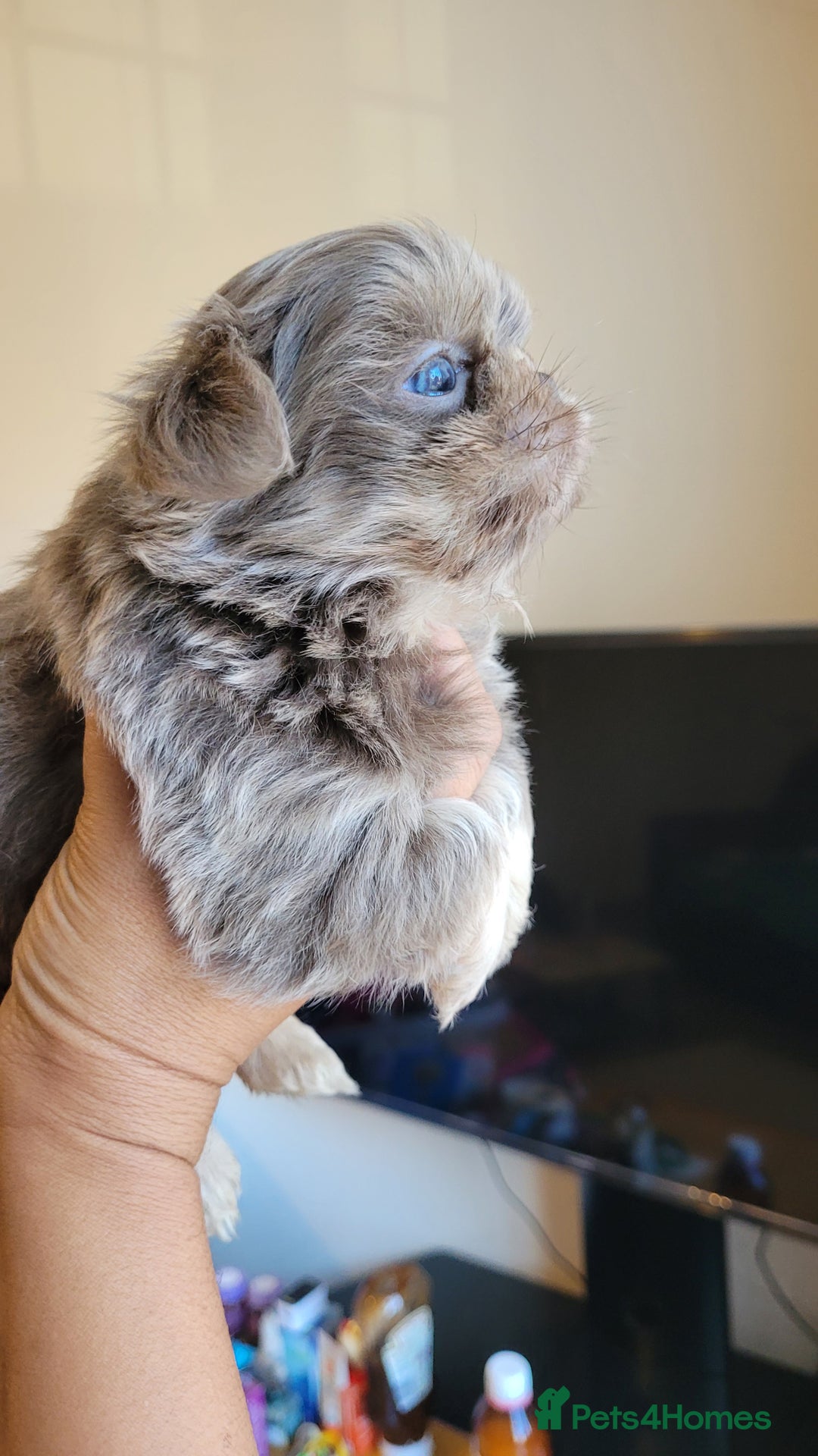 Shih Tzu dogs for sale: Three stunning KC Lavender/dobie Imperial ShihTzu - Advert 16
