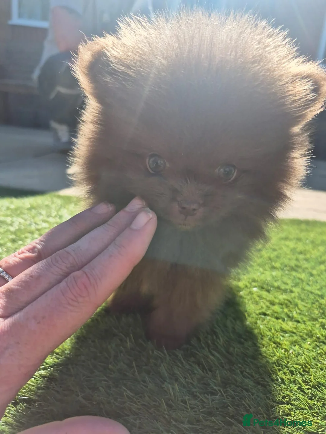 Pomeranian dogs for stud: Solid Lilac Tiny 1.8kg Stud Dog DNA health tested in Rotherham - Advert 23
