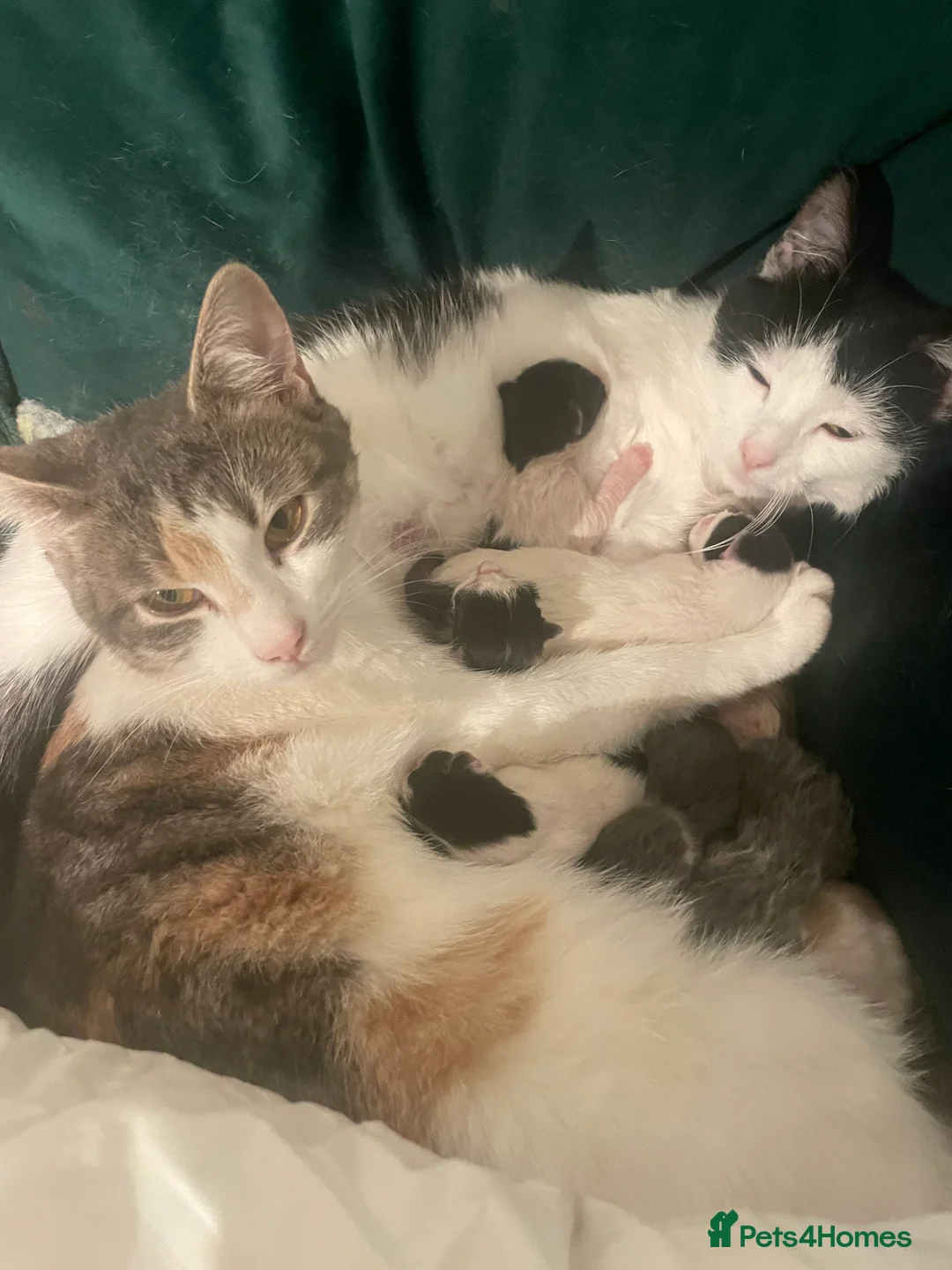 Domestic Shorthair cats for sale: 7 kittens for sale - Advert 2
