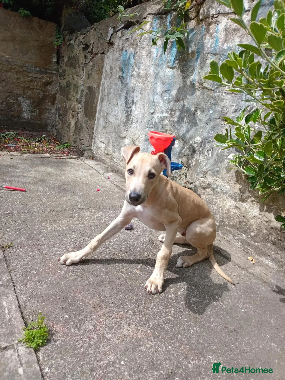 Mixed Breed dogs for sale: 6 month old saluki, grayhound, terrior  in Bangor - Advert 2