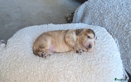 Cocker Spaniel dogs for sale: KC Registered Cocker Spaniels ready for Christmas - Image 17
