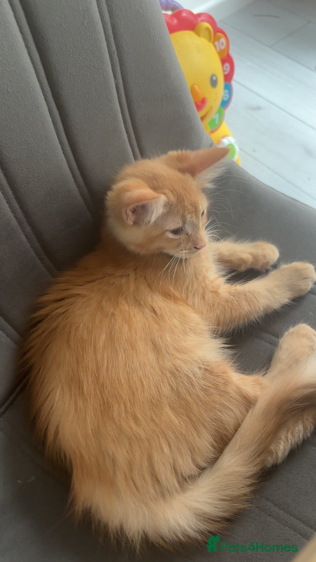 Mixed Breed cats for sale: Two lovely girls needing new home  - Image 11