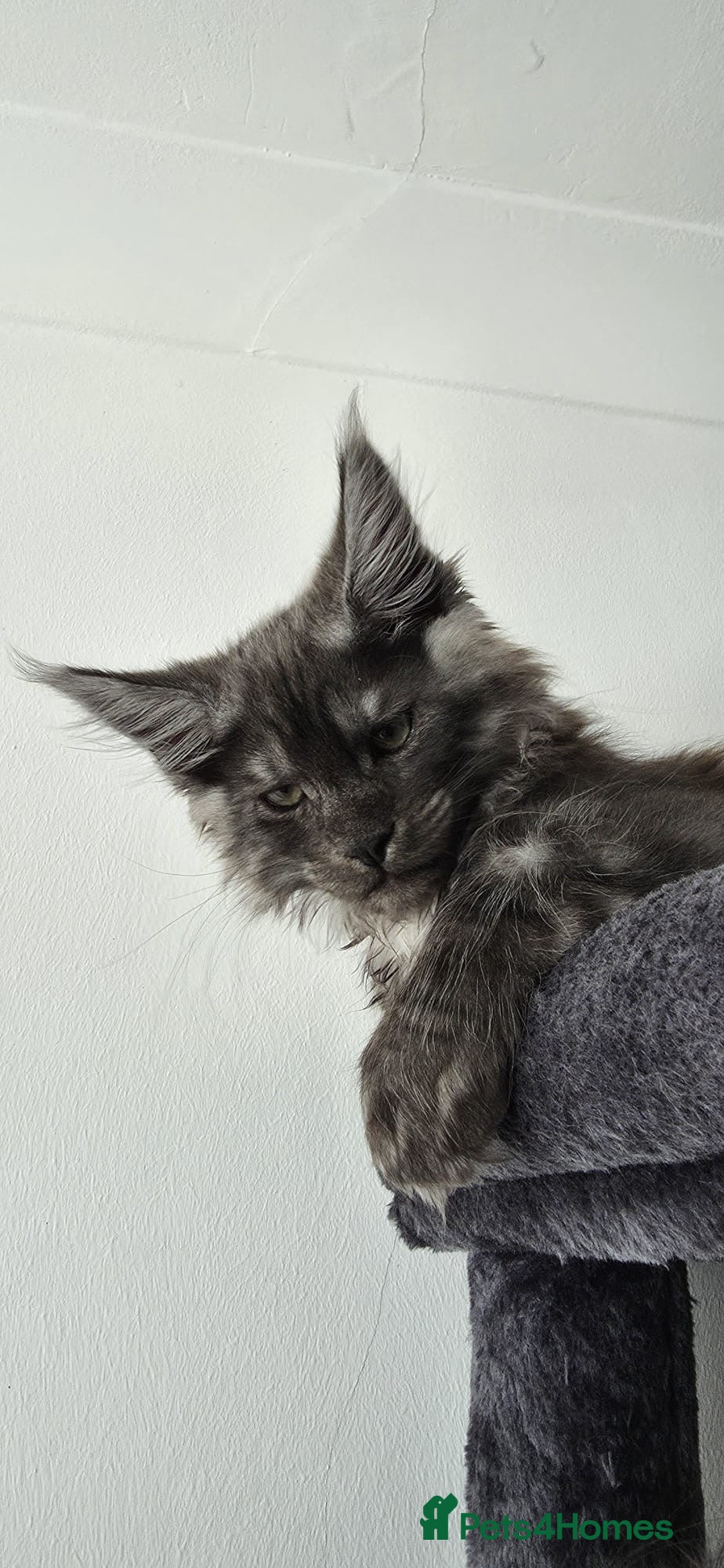 Maine Coon cats XXL Maine Coons Kittens Champion Sired  - Advert 14