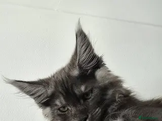 Maine Coon cats XXL Maine Coons Kittens Champion Sired - Advert 14