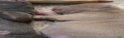 Shar Pei dogs for sale: Stunning shar pei puppies - Advert 16