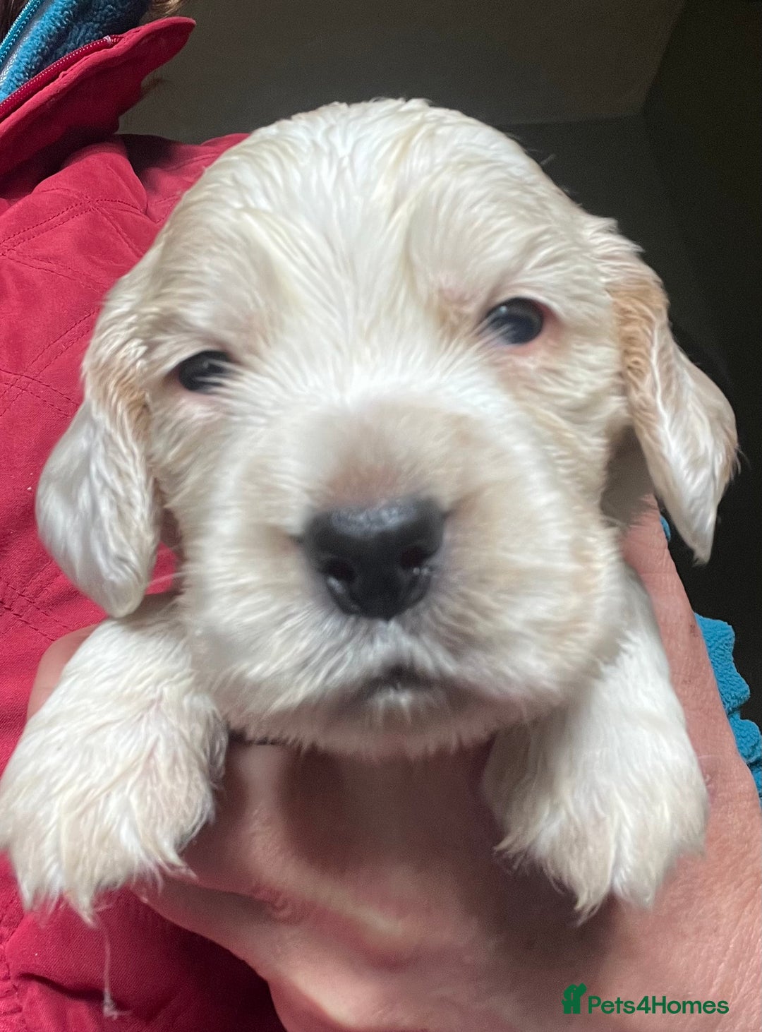 Cocker Spaniel dogs for sale: KC health tested hip scored Sable Roan Show Cocker - Image 10