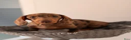 Miniature Dachshund dogs for sale: Beautiful litter of 5 Dachshund puppies  - Advert 5