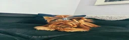 Yorkshire Terrier dogs for sale: Yorkshire terrier Merle  - Advert 18