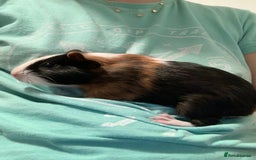 Guinea Pig rodents for sale: Guinea pigs for sale - Image 4