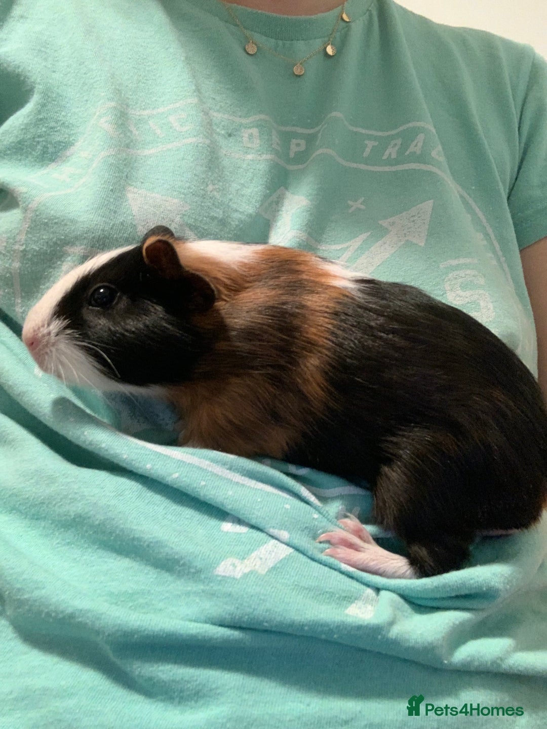 Guinea Pig rodents for sale: Guinea pigs for sale - Image 4