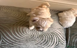 Maltipoo dogs for sale: Tea Cup Maltipoos  - Image 3