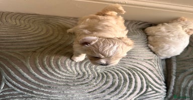 Maltipoo dogs - Advert 4