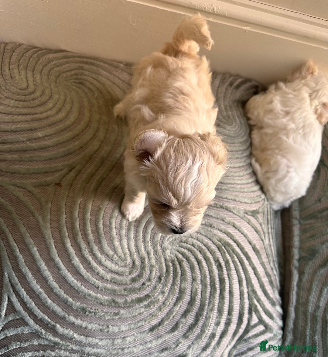 Maltipoo dogs for sale: Tea Cup Maltipoos  - Image 3
