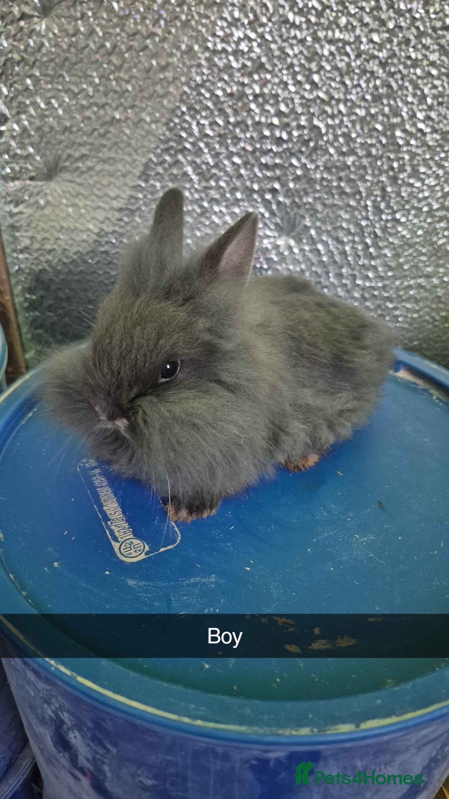 Lionhead rabbits Lionhead Baby bunny rabbits 8 weeks old - Advert 2
