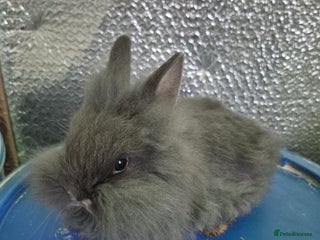Lionhead rabbits Lionhead Baby bunny rabbits 8 weeks old - Advert 2