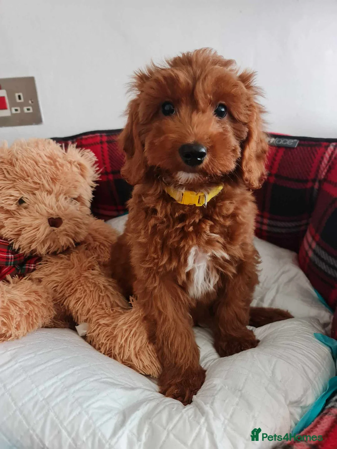 Gallery Image {{count}}