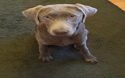 Labrador Retriever dogs for sale: 6month old Female Pure Lab - Image 3