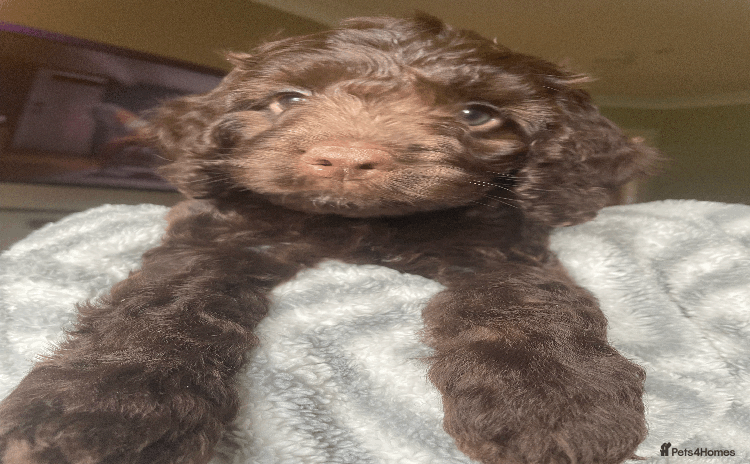 Cockapoo dogs - Advert 4