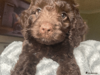 Cockapoo dogs - Advert 3