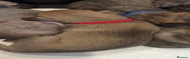 Red collar