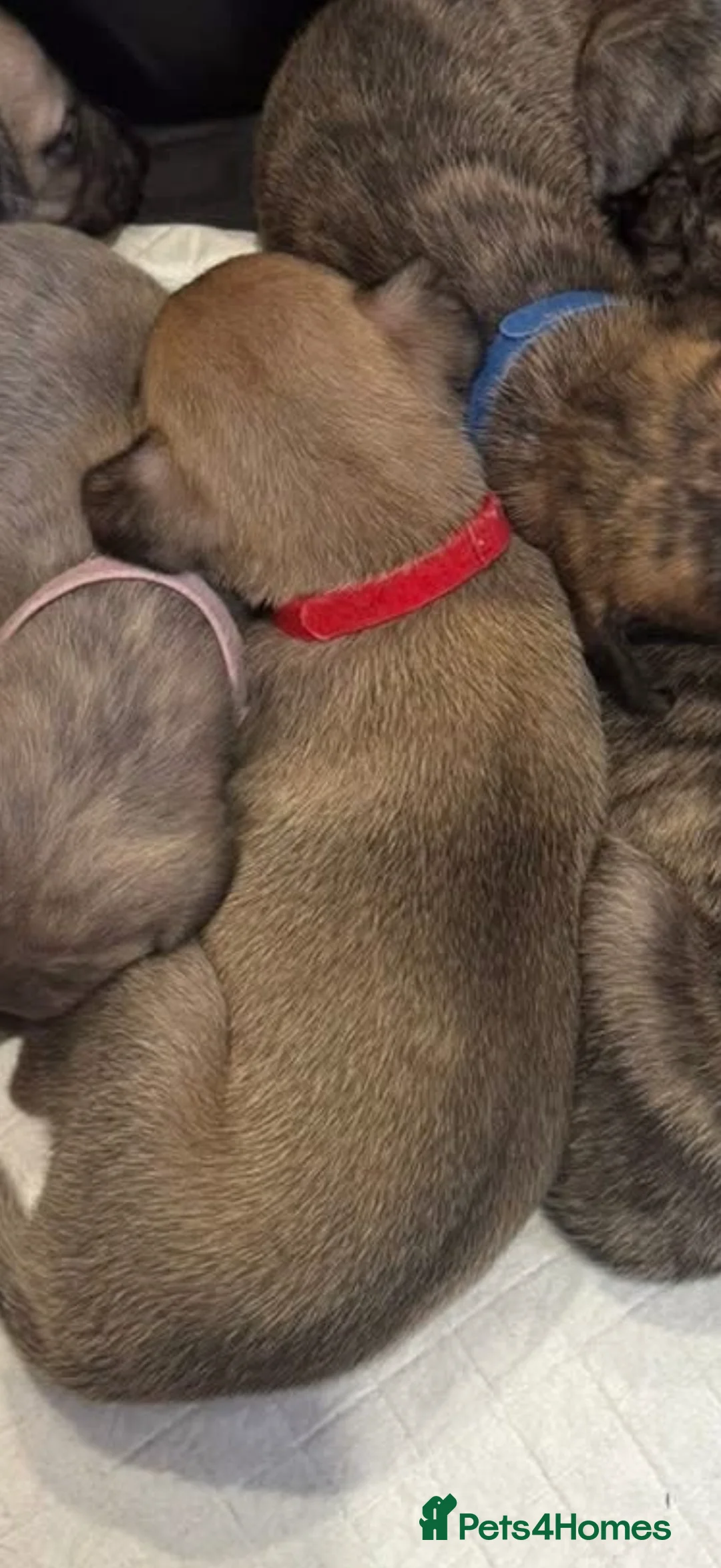 Mixed Breed dogs for sale: Beautiful Whippet/Greyhound Puppies in Penrhyndeudraeth - Advert 2