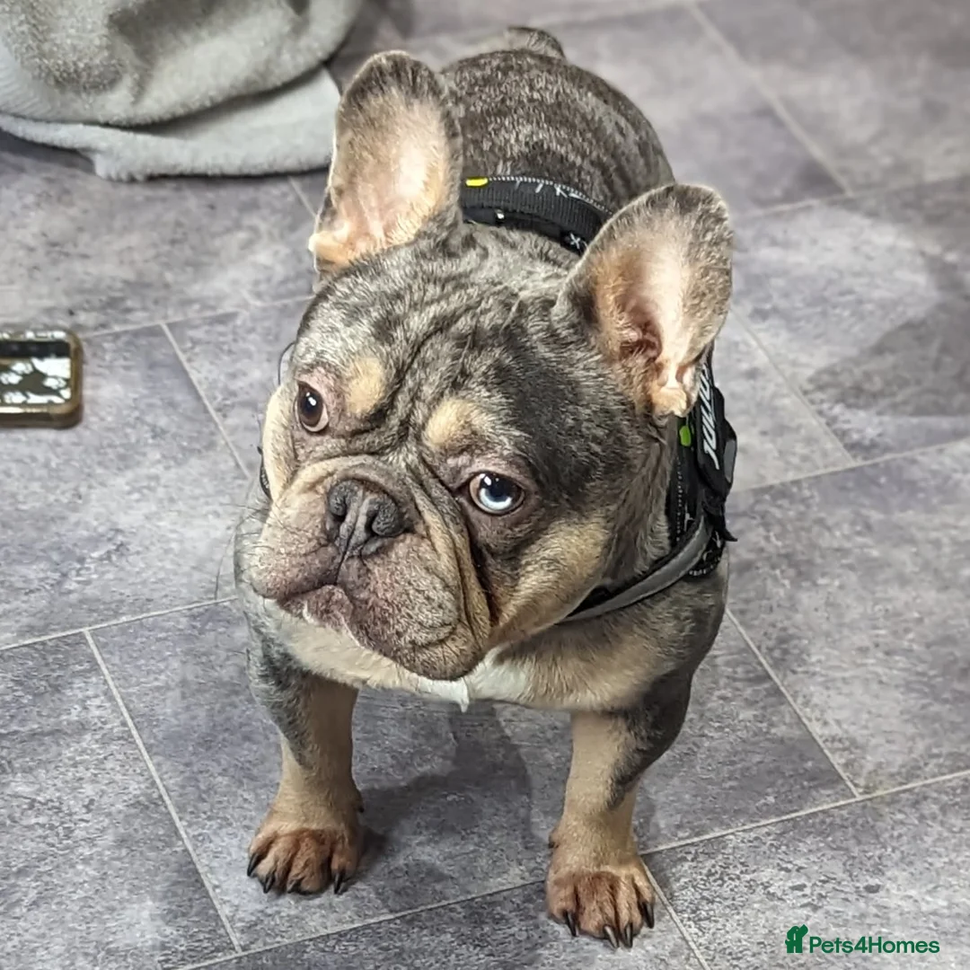 French Bulldog dogs for stud: Blue and tan quad merle in Sheffield - Advert 5
