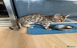Bengal cats for sale: Beautiful Male TICA registered Bengal Kitten - Image 11