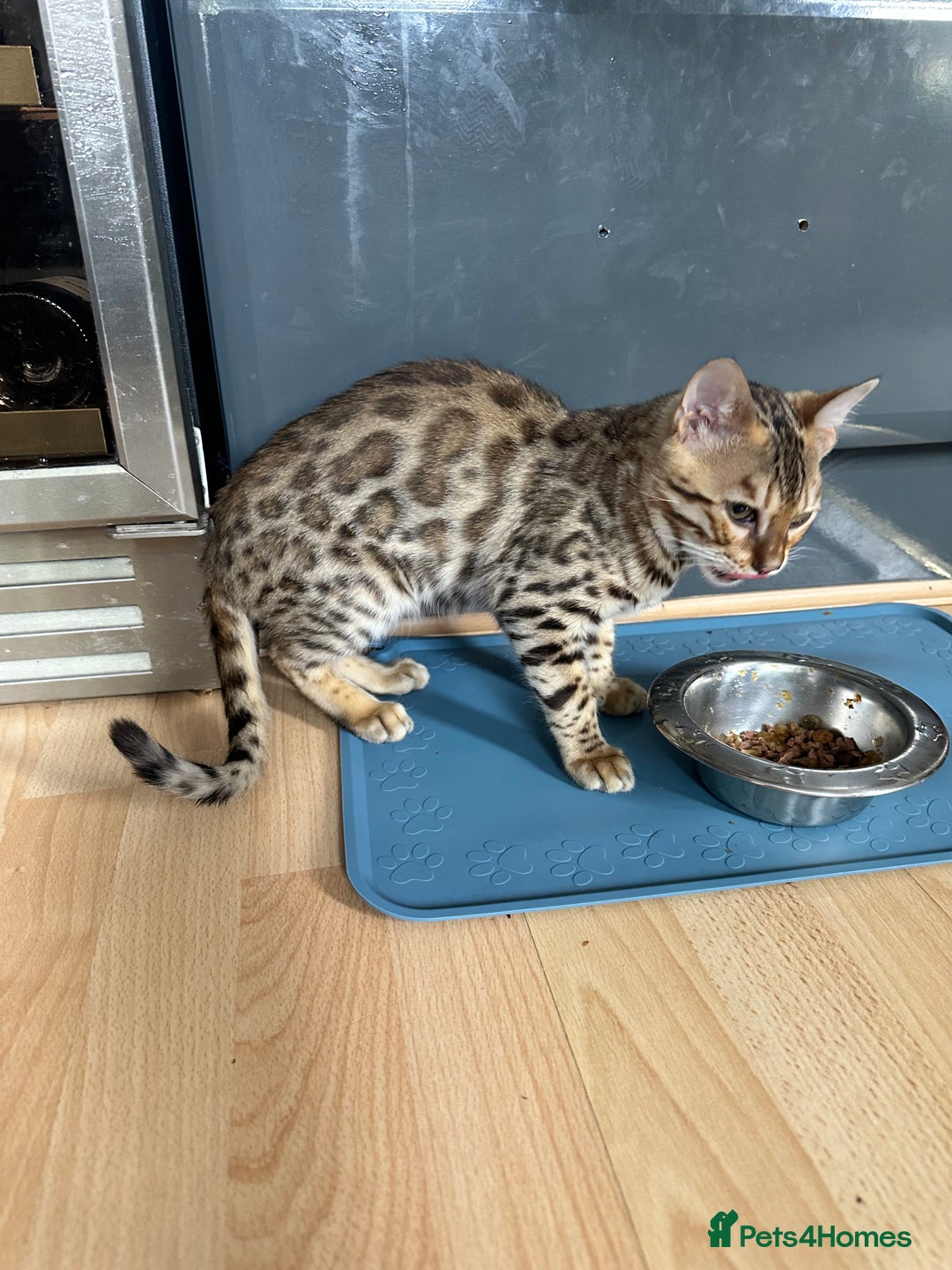 Bengal cats for sale: Beautiful Male TICA registered Bengal Kitten - Image 11