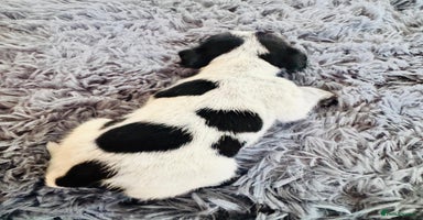 Mixed Breed dogs 6 gorgeous cocker jacks available  - Advert 4