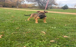 Belgian Shepherd Dog dogs for sale: ENVI 💥 BERRY 2 - Image 4