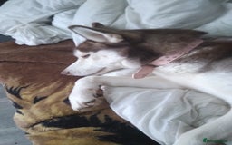 Siberian Husky dogs for sale: Female siberian husky - Advert 3