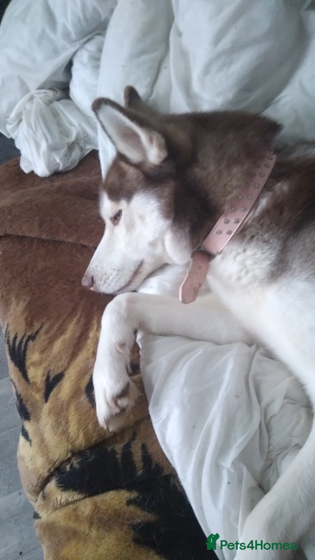 Siberian Husky dogs for sale: Female siberian husky - Advert 3