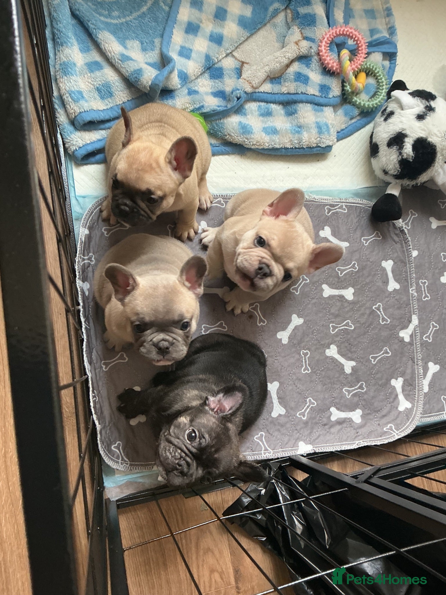 French Bulldog dogs Full pedigree French bulldogs - Advert 6
