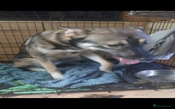 Mixed Breed dogs for sale: Belgian malinois crossed with Siberian husky - Image 3