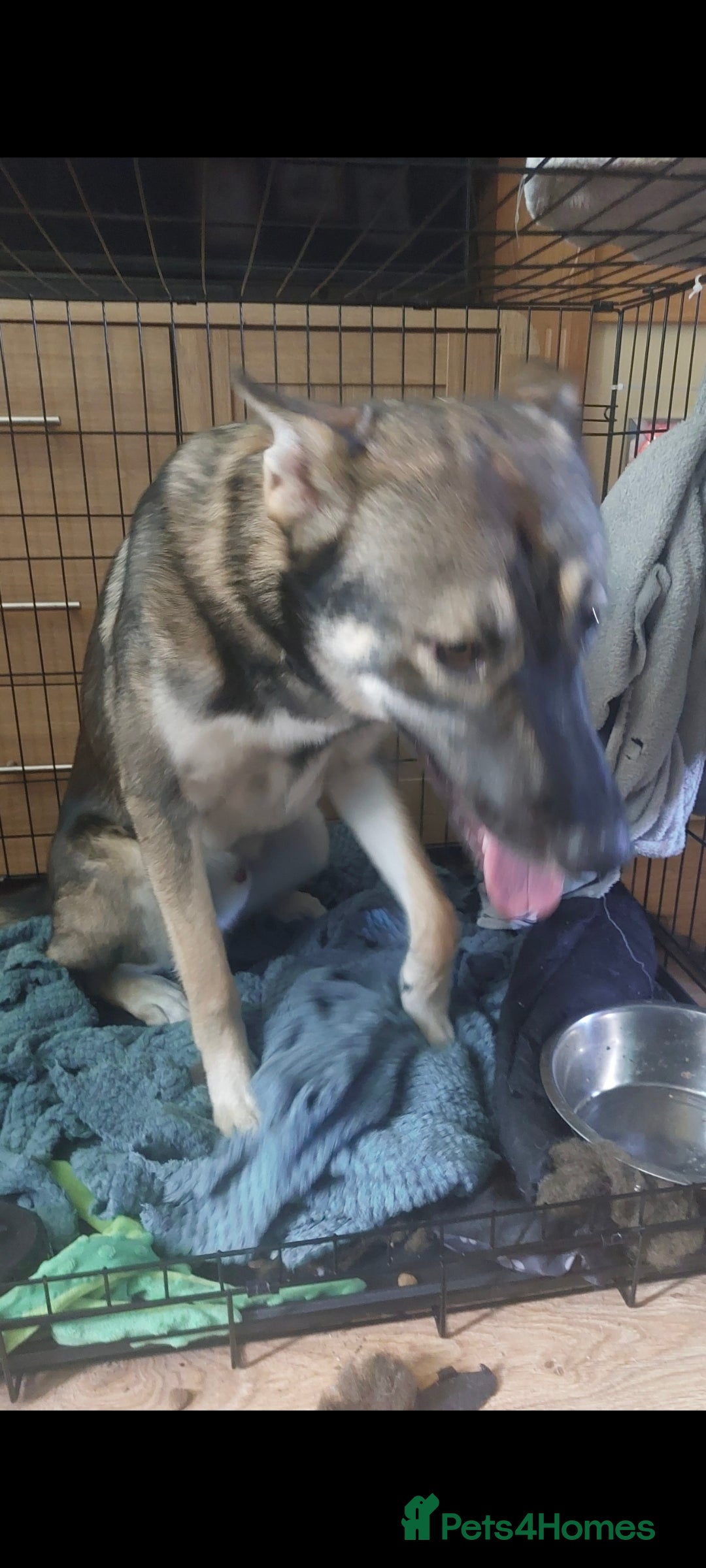 Mixed Breed dogs for sale: Belgian malinois crossed with Siberian husky - Image 3