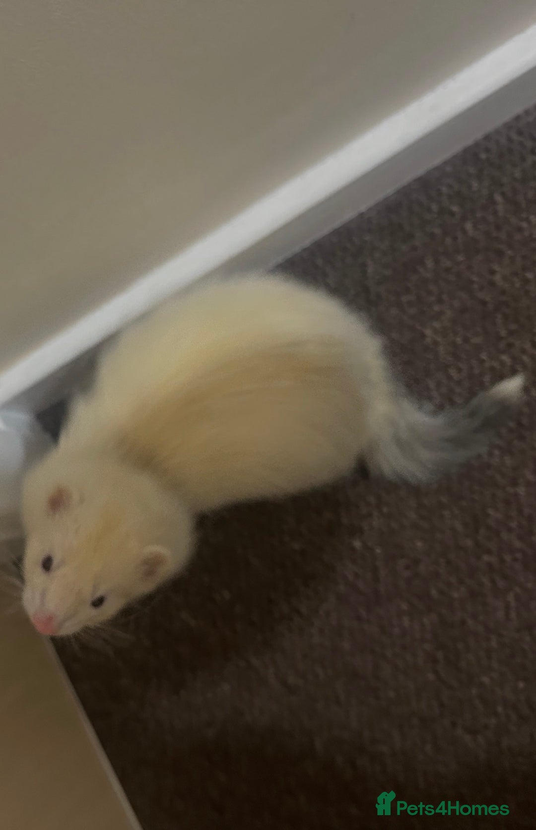 Ferret rodents for sale: 6 month old champagne colored ferret with  - Advert 2